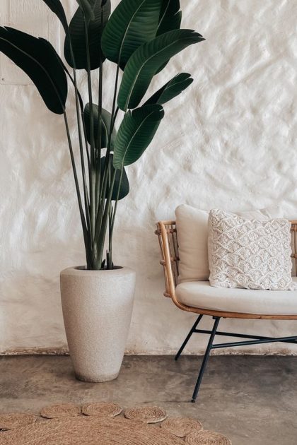 Plantas