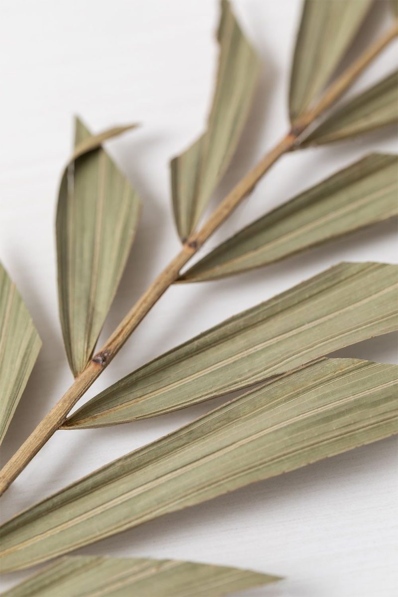 Eleva tu hogar con el Pack de 10 Ramas Secas Decorativas de Jameos Estudio. Frescura natural y elegancia en cada detalle. ¡Descúbrelo ahora!