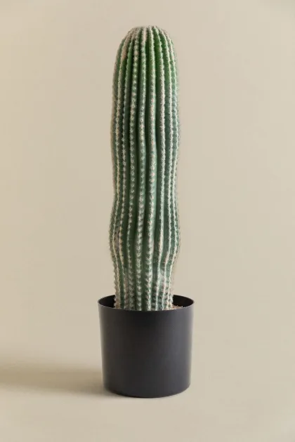 Transforma tu hogar con nuestro Cactus Artificial Carnegiea de 72 cm. Realismo excepcional y elegancia sin esfuerzo. ¡Descúbrelo ahora en Jameos Estudio!