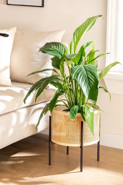 Descubre la elegancia del Macetero en Ratán Xylan de Jameos Estudio. Diseño resistente, fácil mantenimiento y sofisticación para tus plantas. ¡Transforma con estilo!