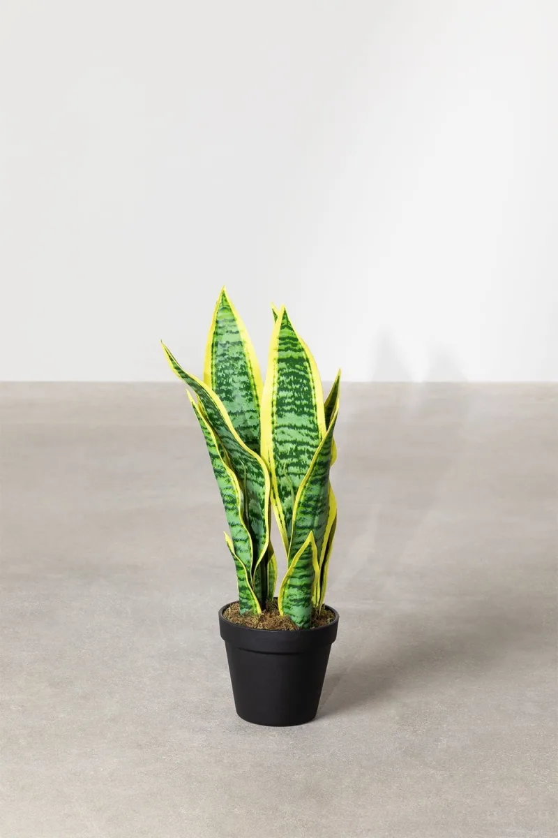 ¡Eleva tu espacio con la Planta Sansevieria de 45 cm de Jameos Estudio! Toque canario fresco y vibrante para tu hogar. ¡Compra ahora!