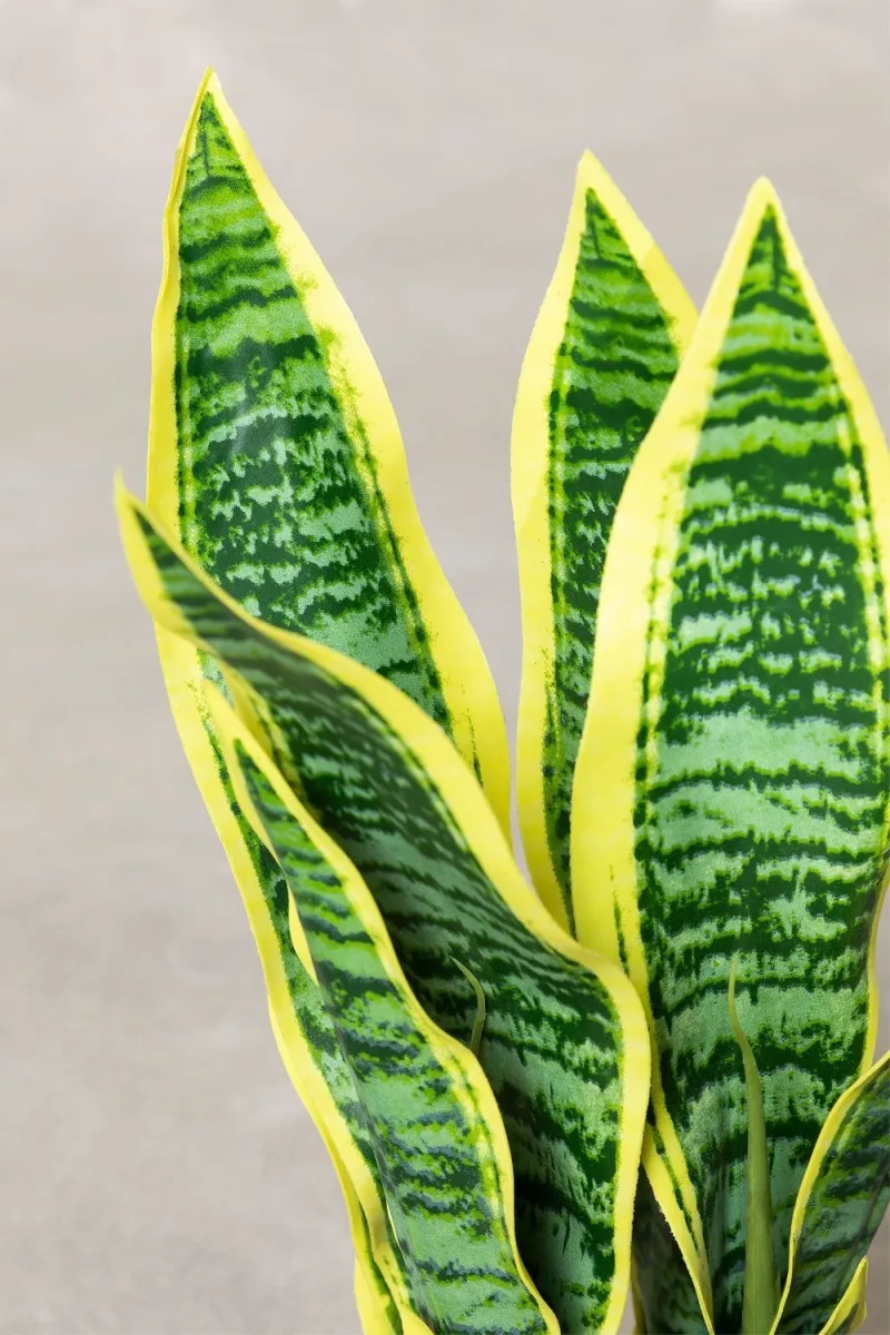 ¡Eleva tu espacio con la Planta Sansevieria de 45 cm de Jameos Estudio! Toque canario fresco y vibrante para tu hogar. ¡Compra ahora!