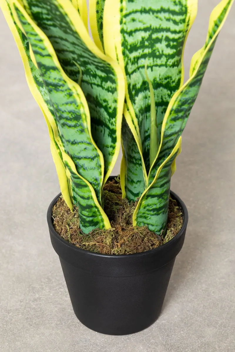 ¡Eleva tu espacio con la Planta Sansevieria de 45 cm de Jameos Estudio! Toque canario fresco y vibrante para tu hogar. ¡Compra ahora!